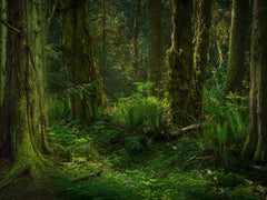 Jungle Type 1